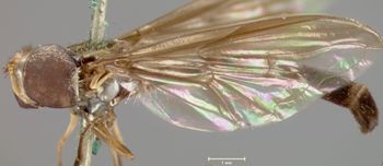 Media type: image;   Entomology 13115 Aspect: habitus lateral view